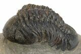 Detailed Reedops Trilobite - Atchana, Morocco #312769-3